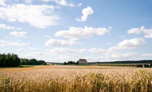 Farmers on struggle to get hemp crops recognised to help solve Ireland’s energy crisis