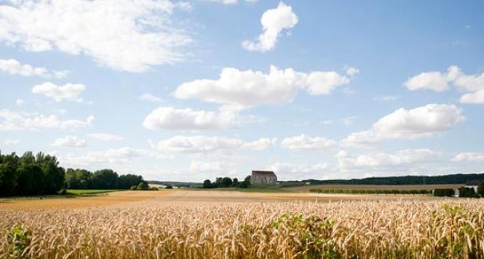 Farmers on struggle to get hemp crops recognised to help solve Ireland’s energy crisis